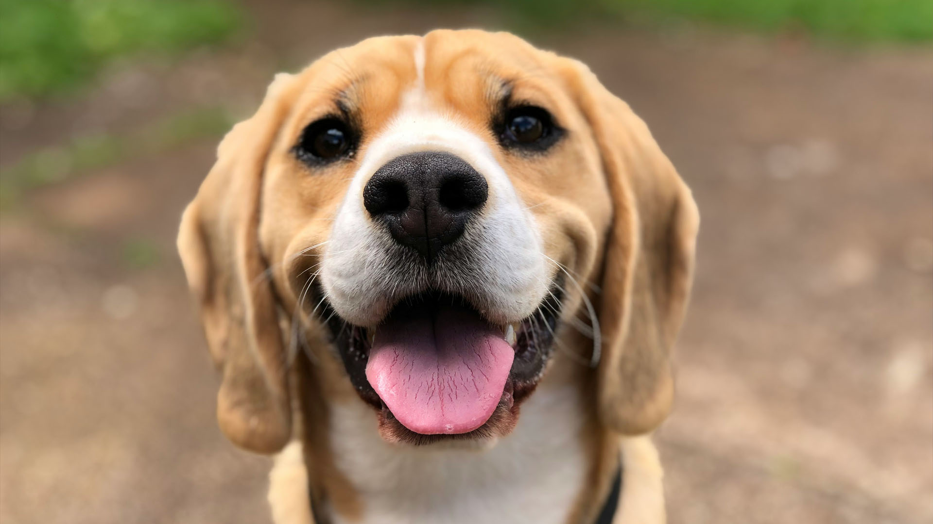 beagle-dog